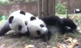 大熊猫视频大全,萌态百态，探秘国宝生活