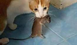 猫抓老鼠视频,一场欢乐的追逐战